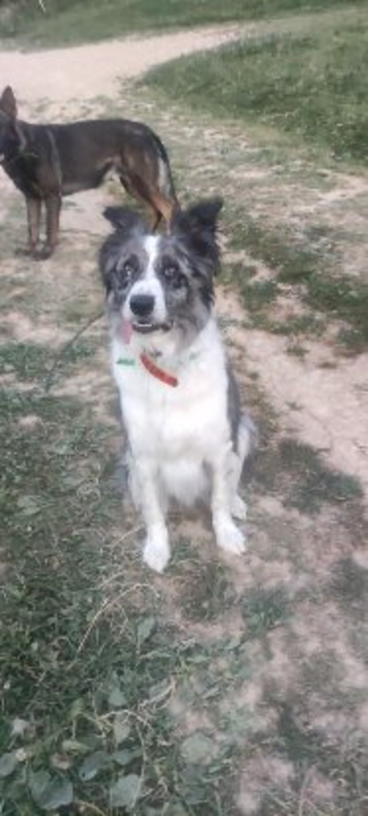 Adoption Skal