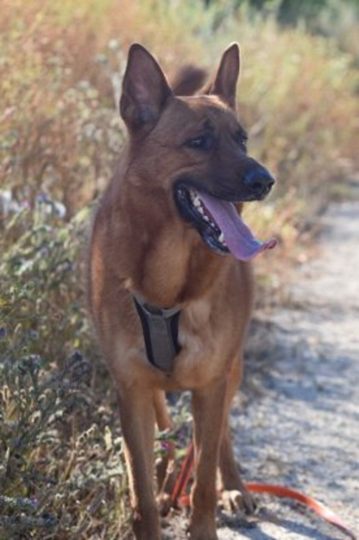 Adoption Skol