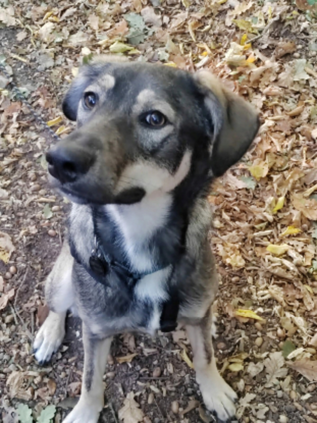 Adoption Skye