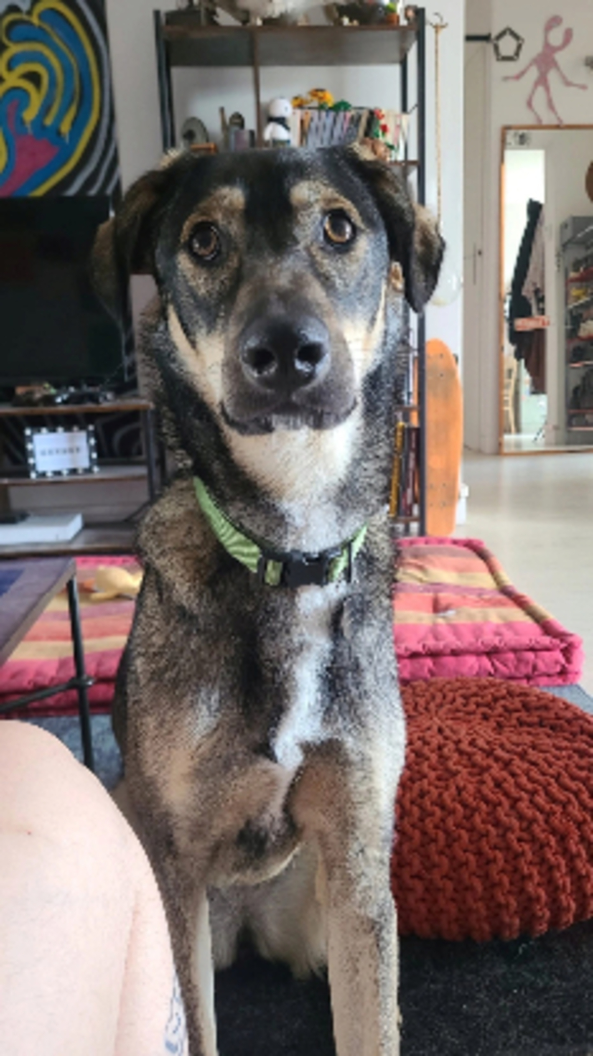 Adoption Skye