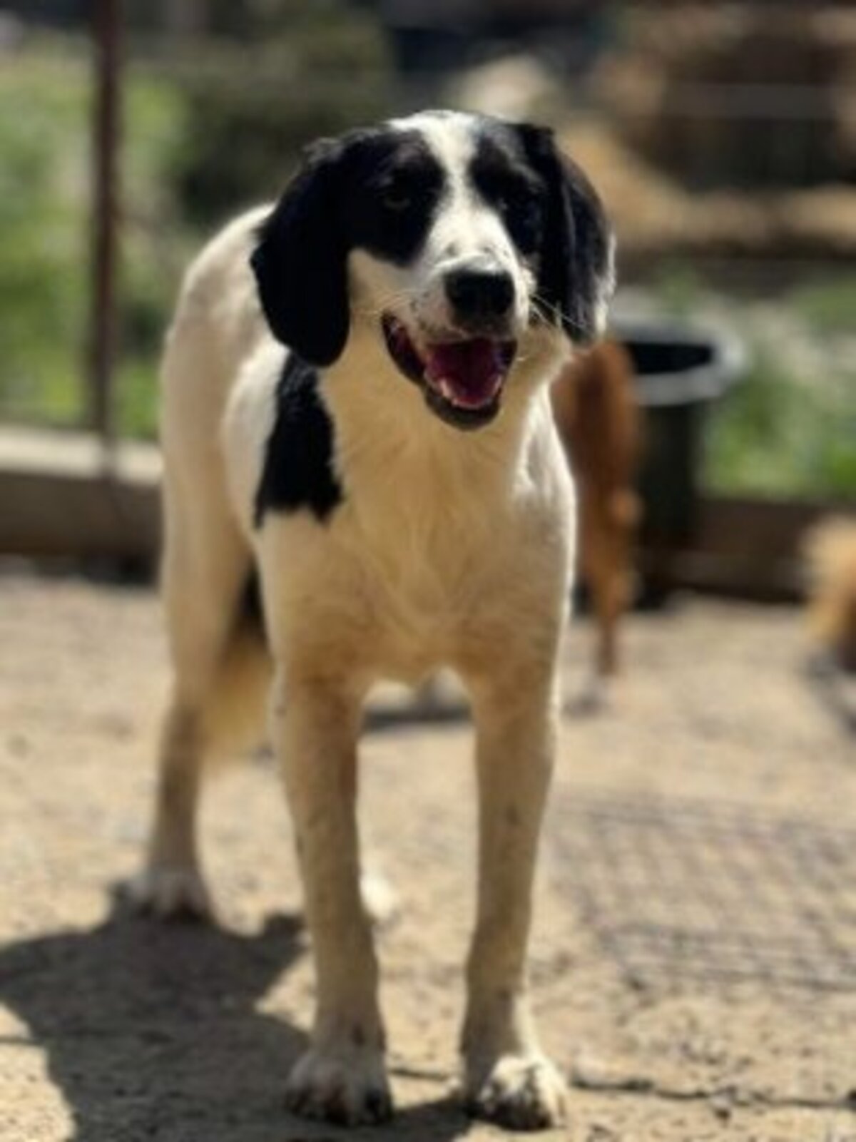 Adoption Slack