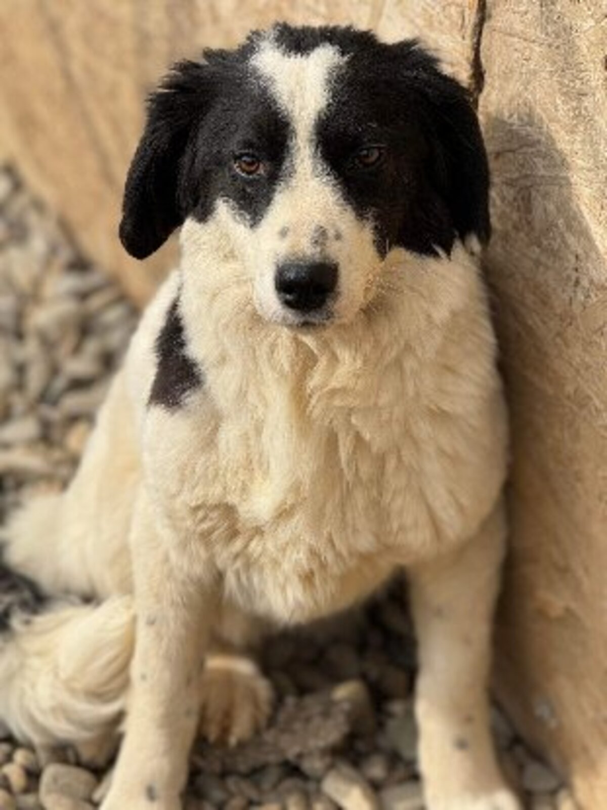 Adoption Slack