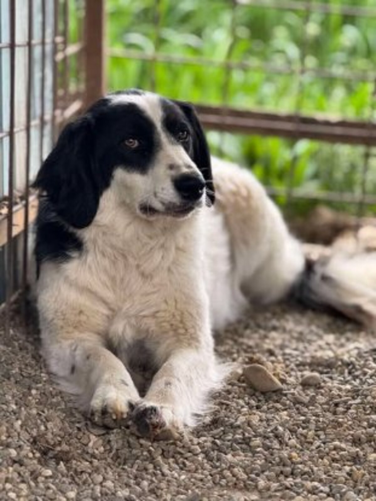Adoption Slack
