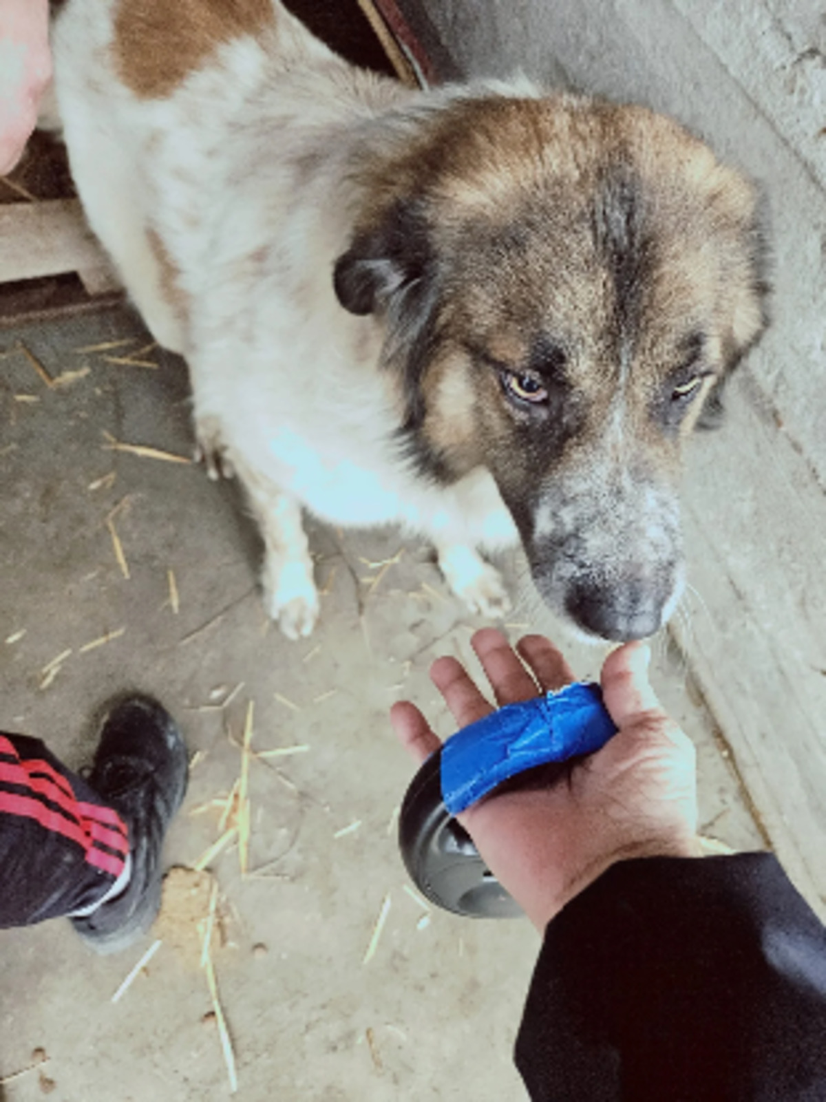 Adoption Smack