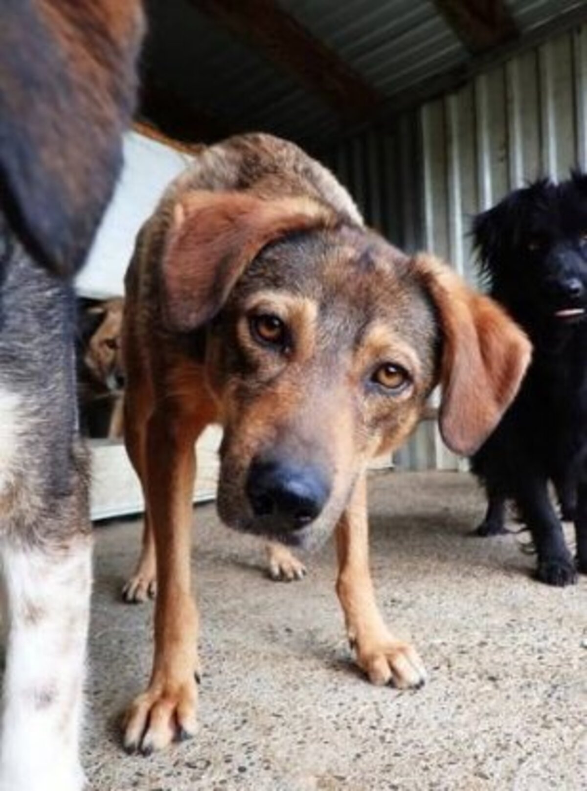Adoption Snatch