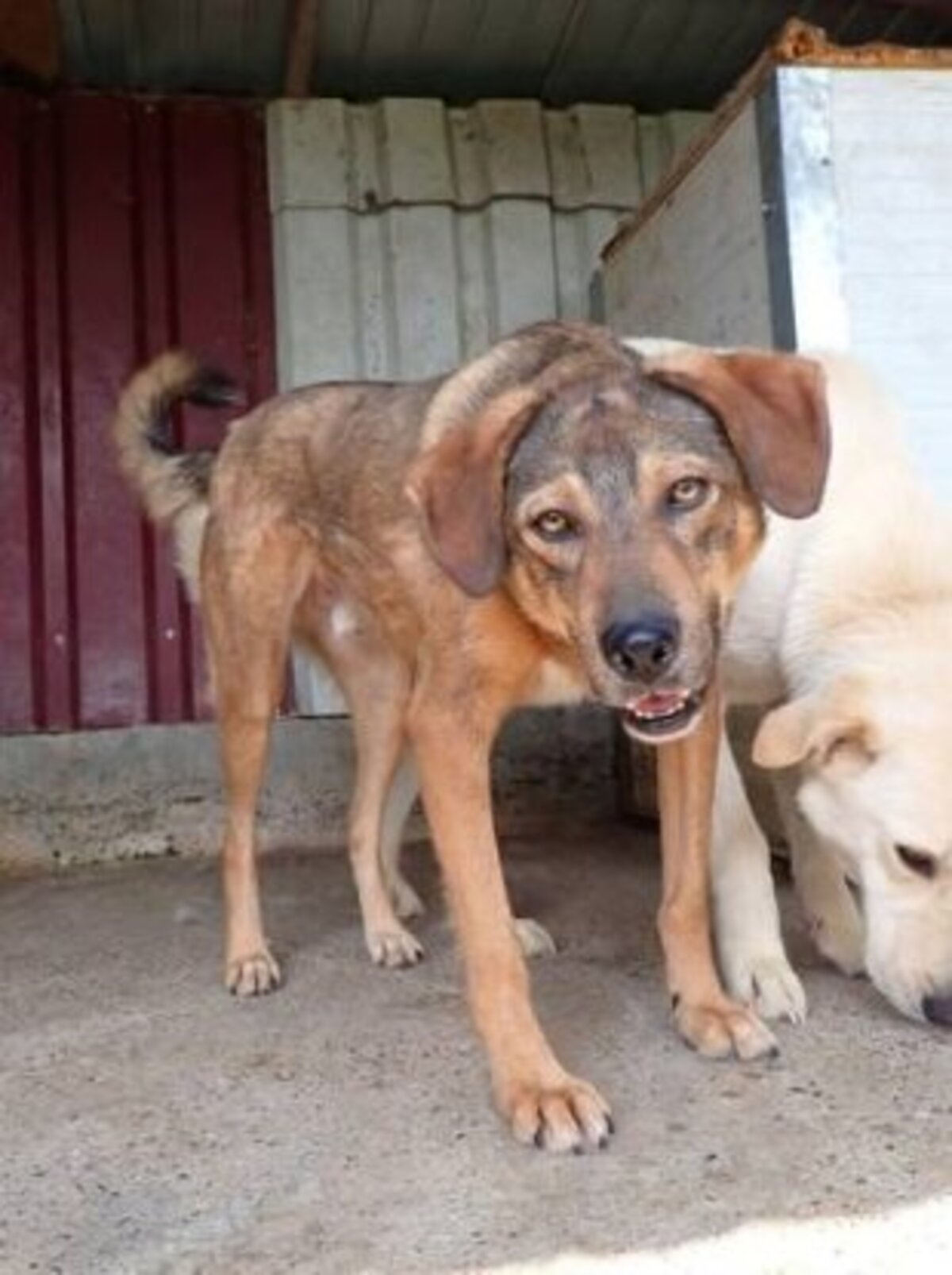 Adoption Snatch