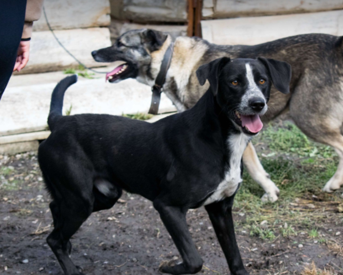 Adoption Snoop