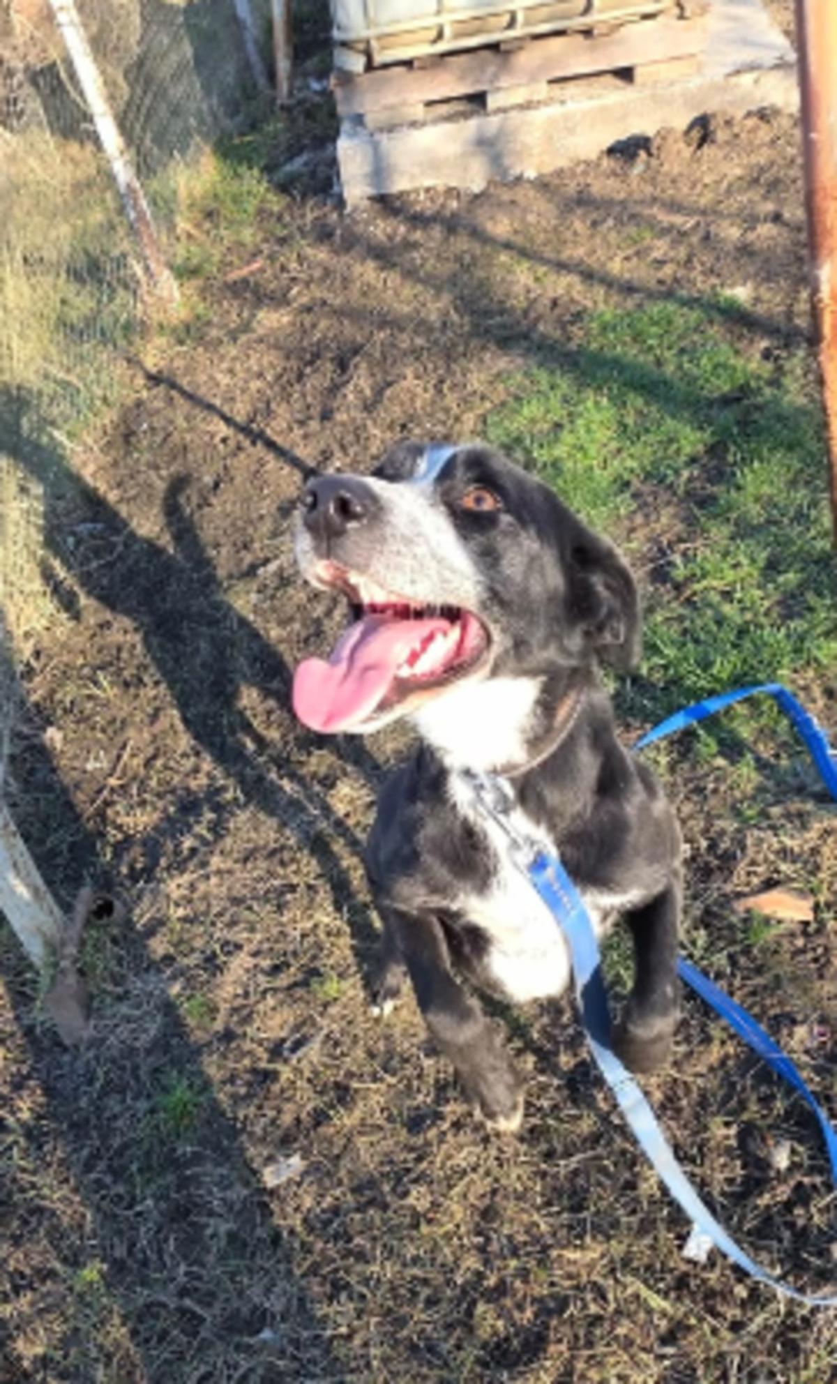 Adoption Snoop