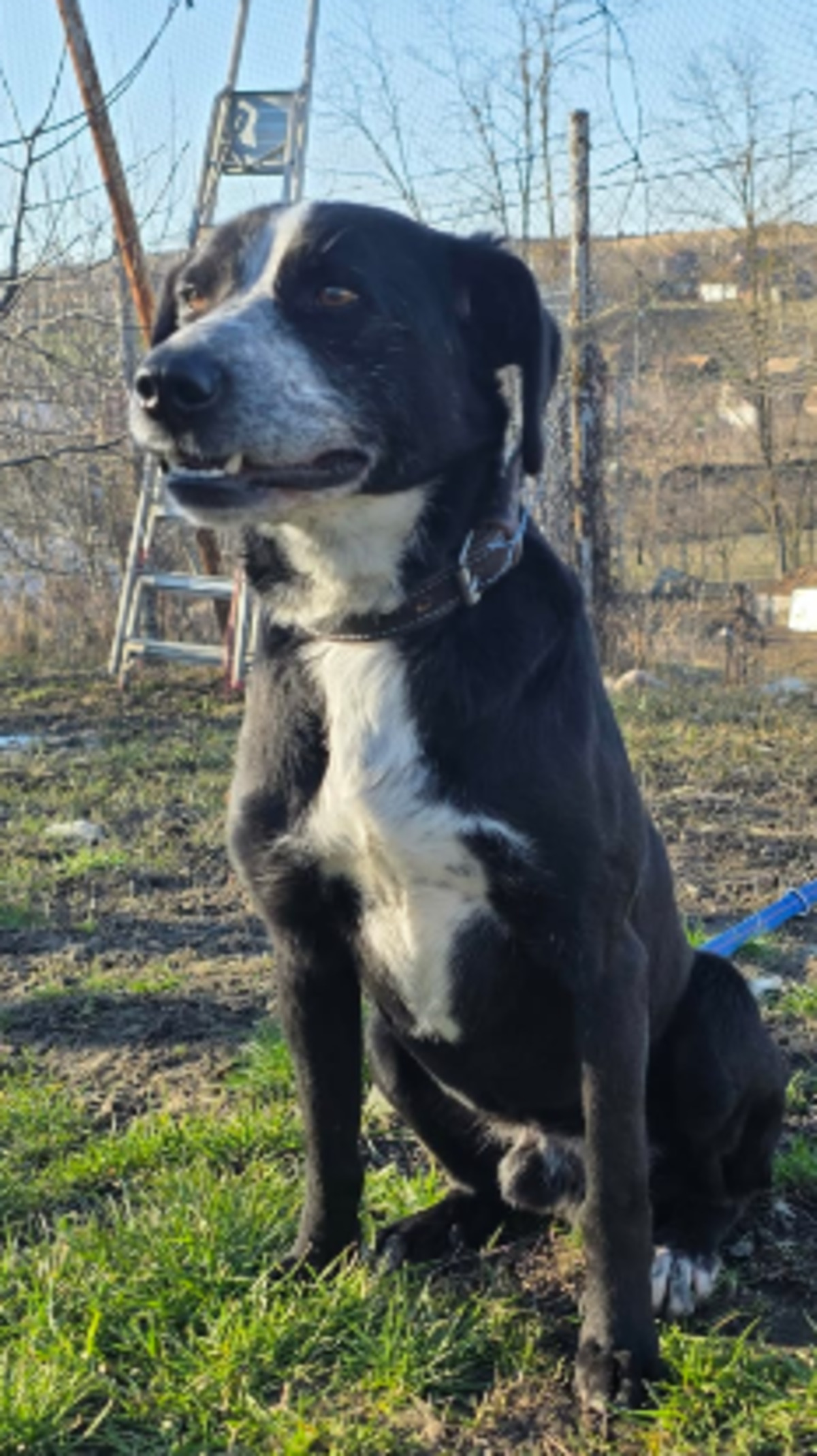 Adoption Snoop