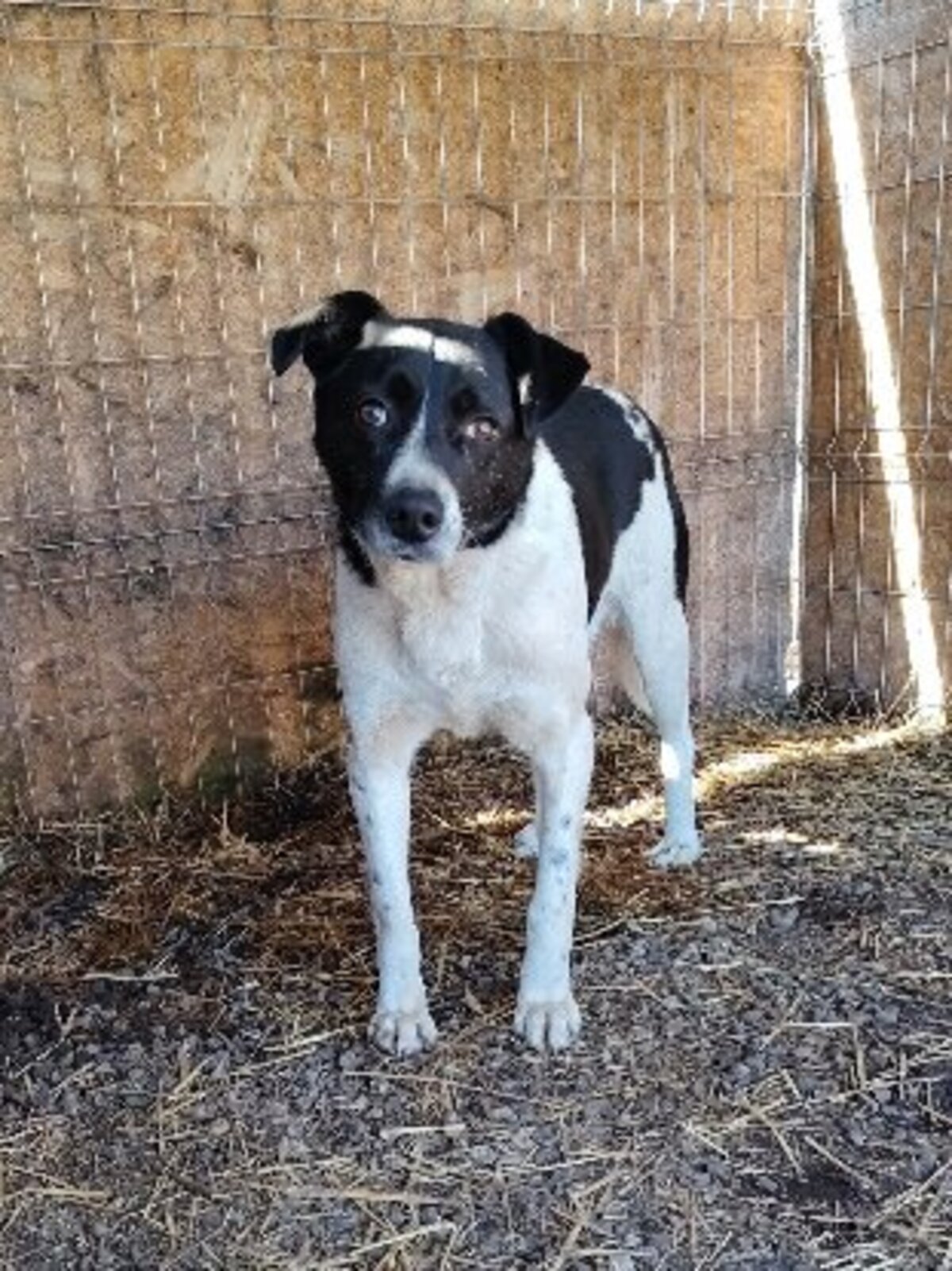 Adoption Snoopy