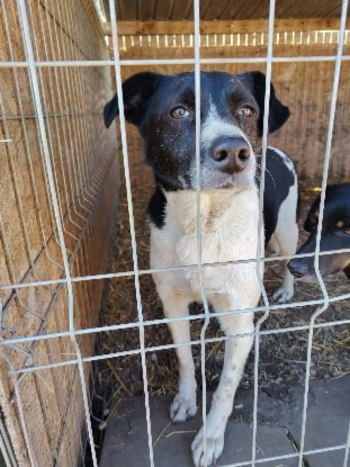 Adoption Snoopy
