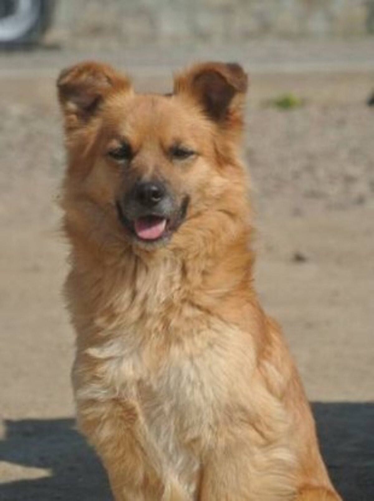 Adoption Snoopy