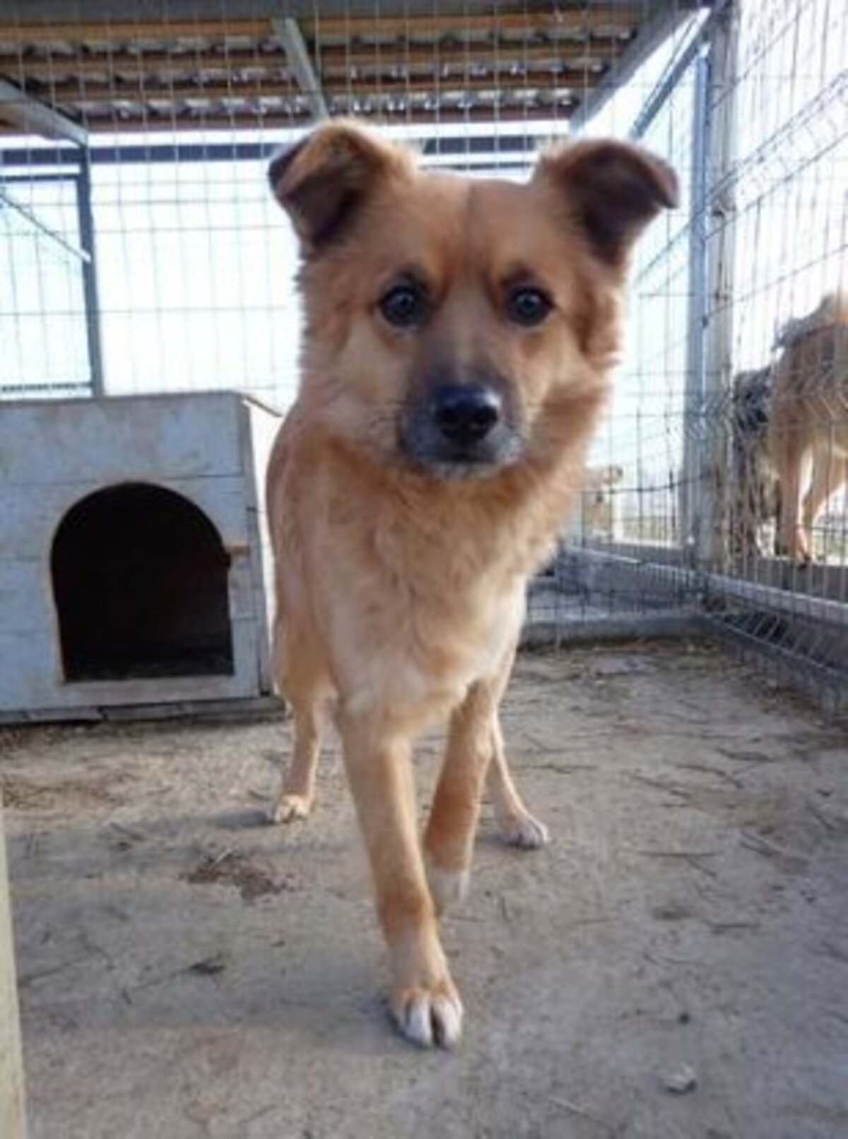 Adoption Snoopy