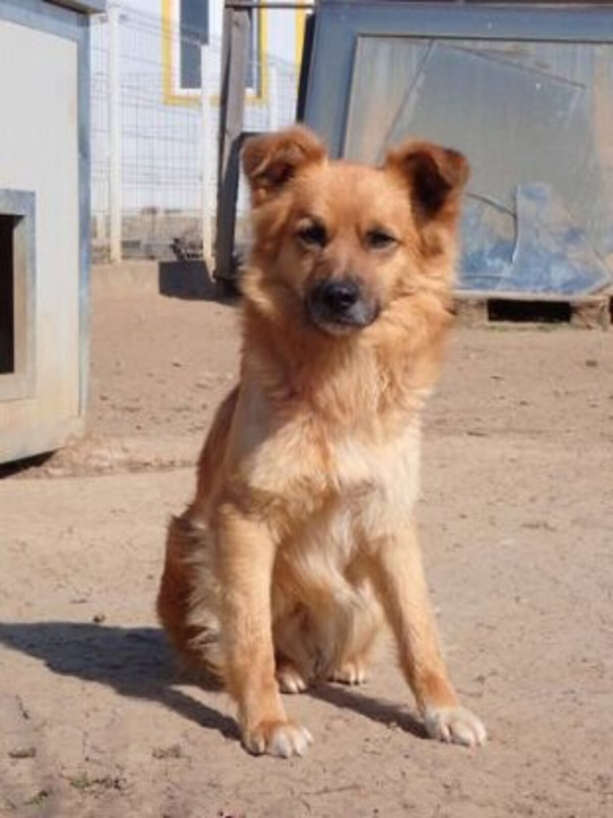 Adoption Snoopy