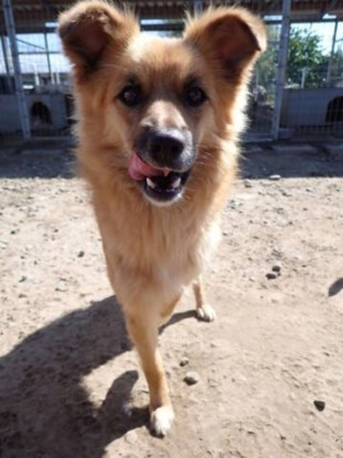 Adoption Snoopy