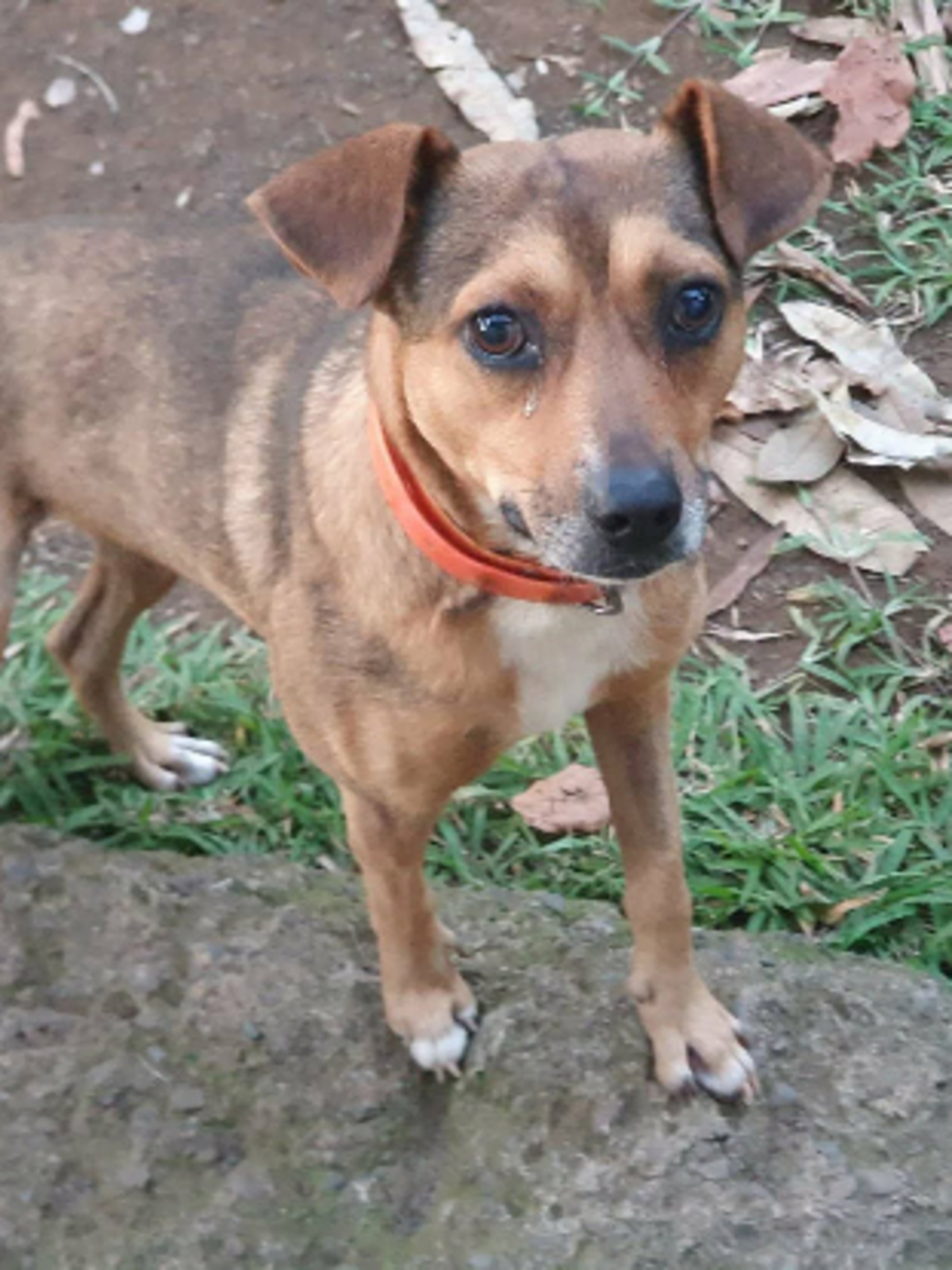 Adoption Snoopy