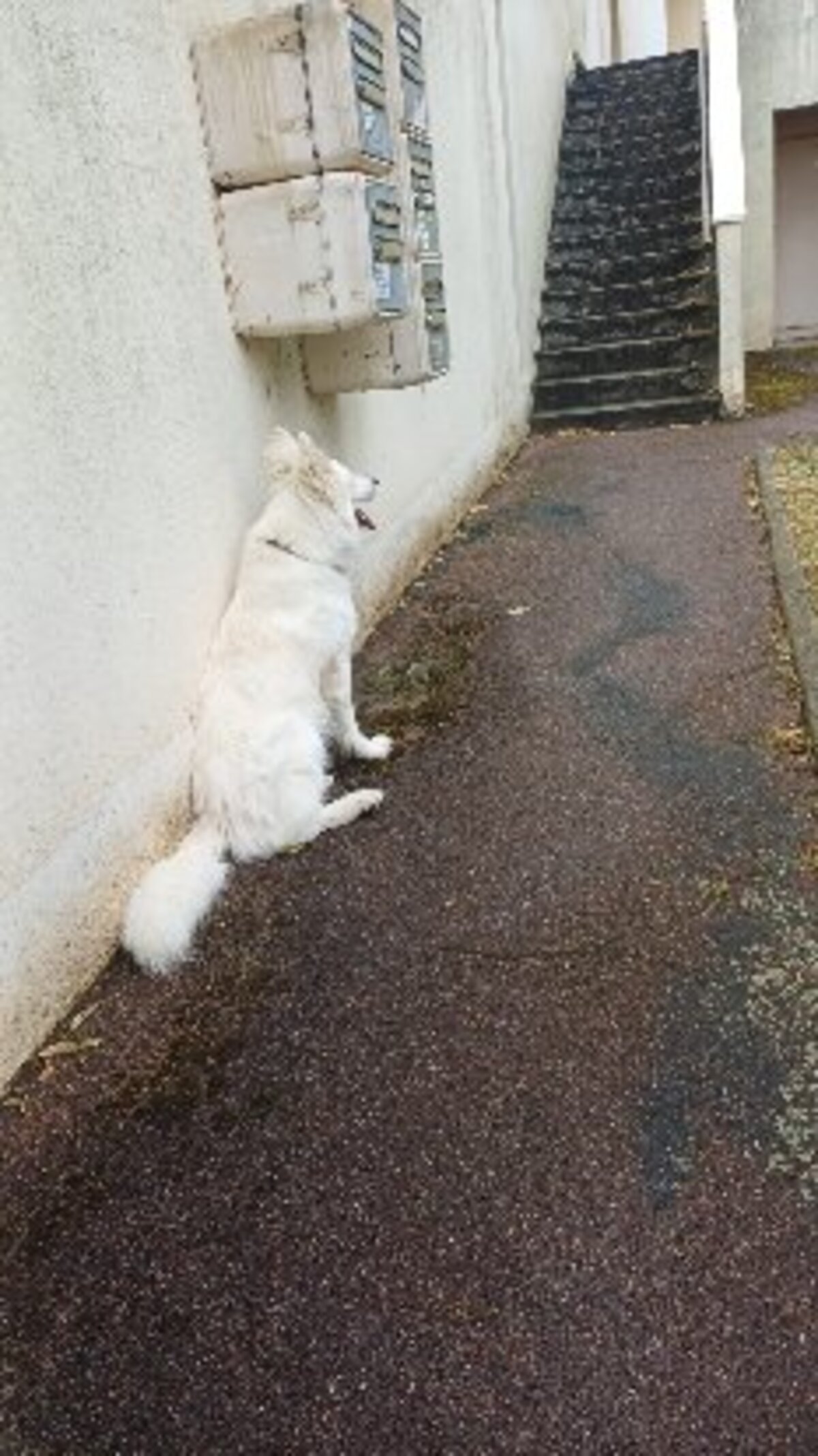 Adoption Snow