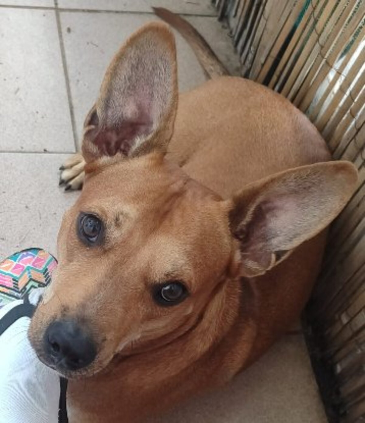 Adoption Só