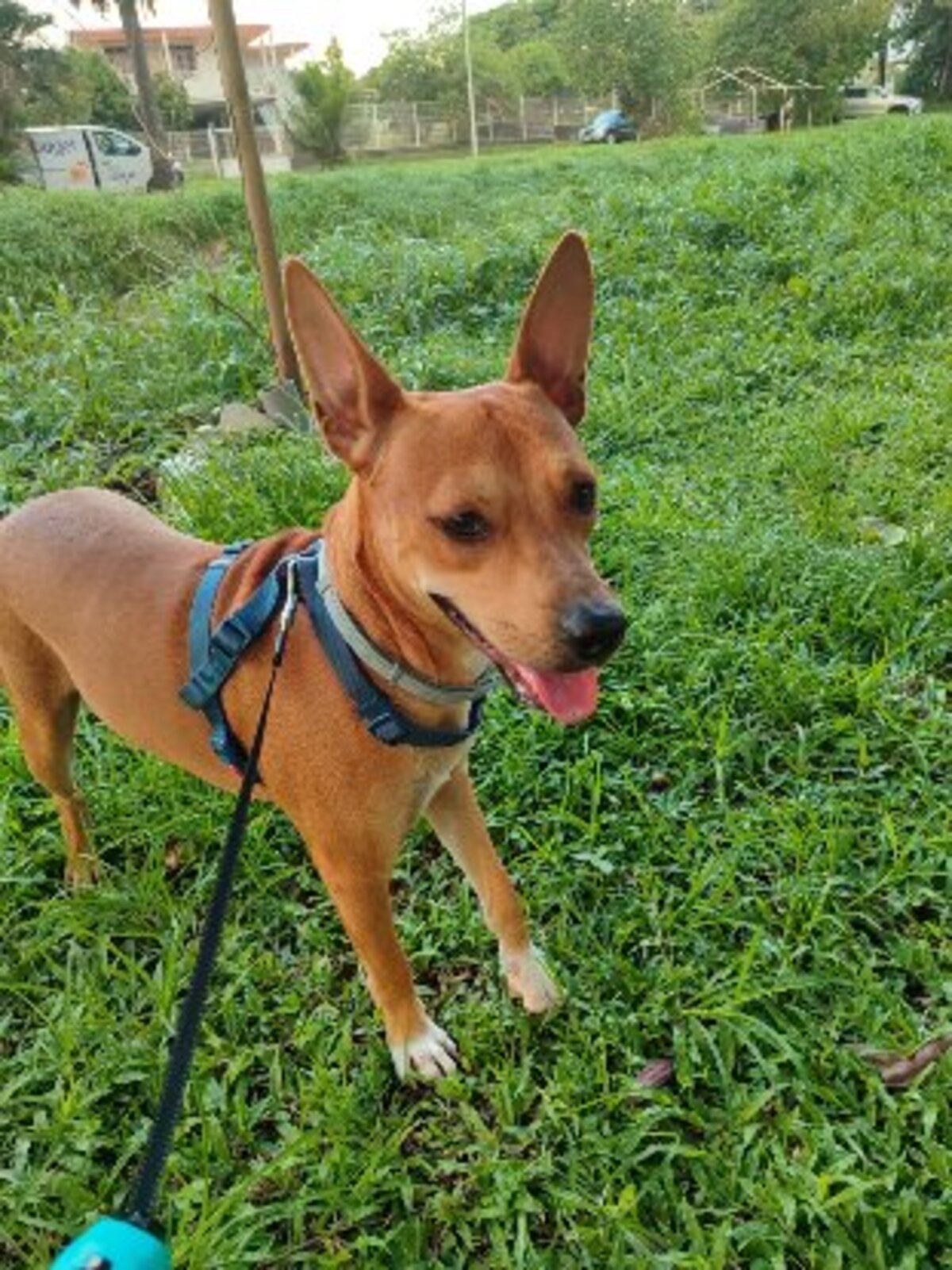 Adoption Só
