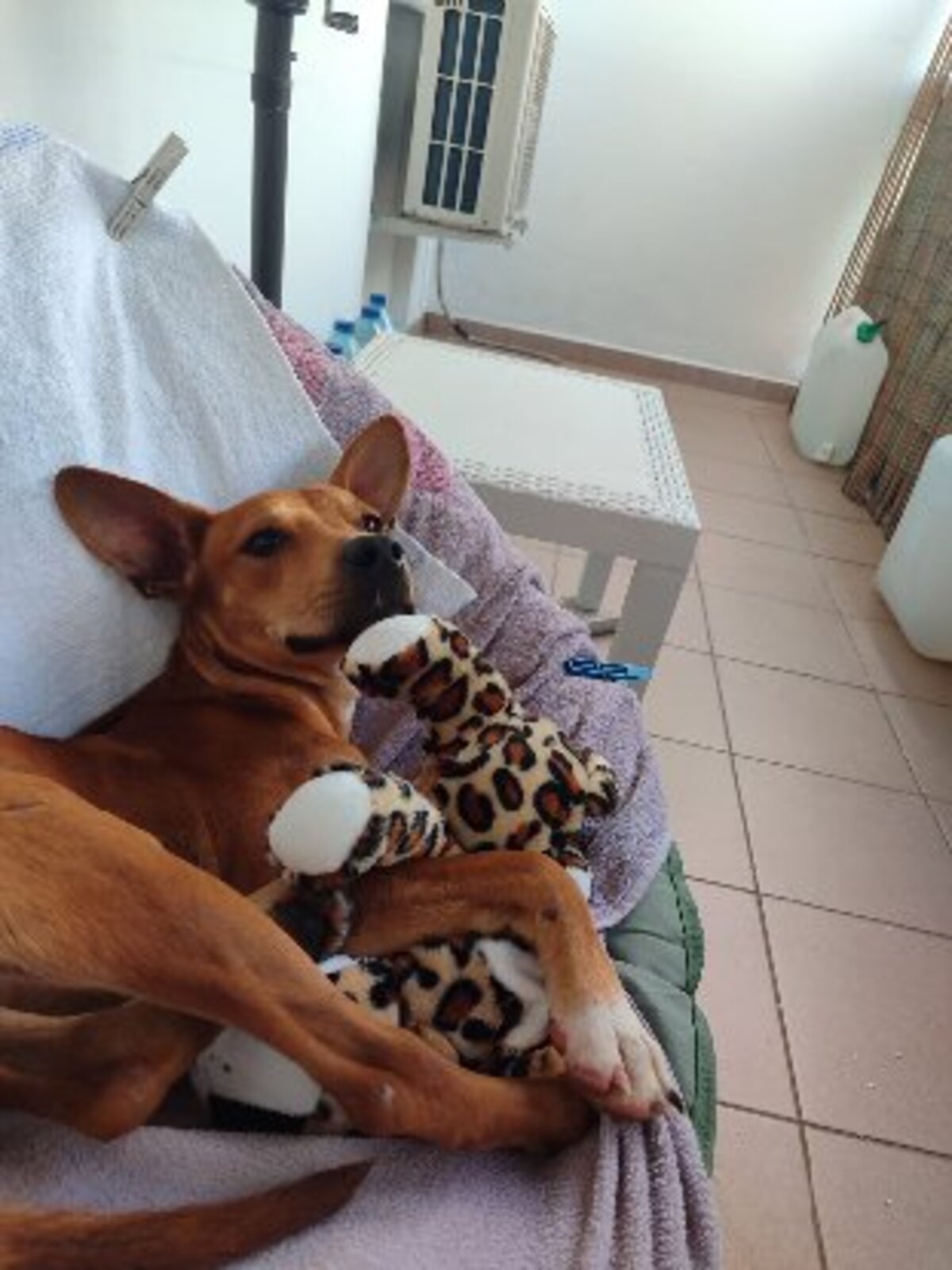 Adoption Só