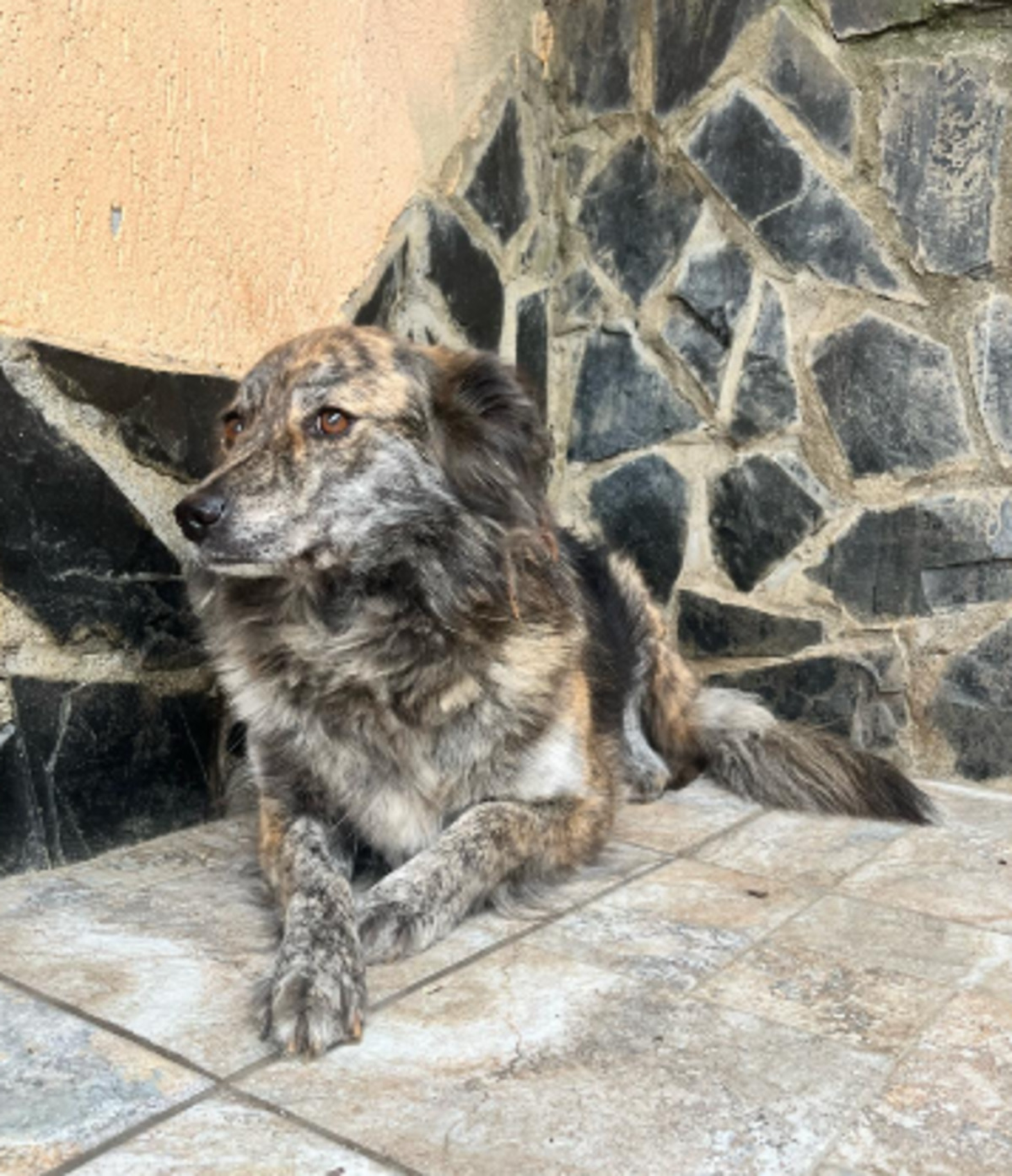 Adoption Sofia