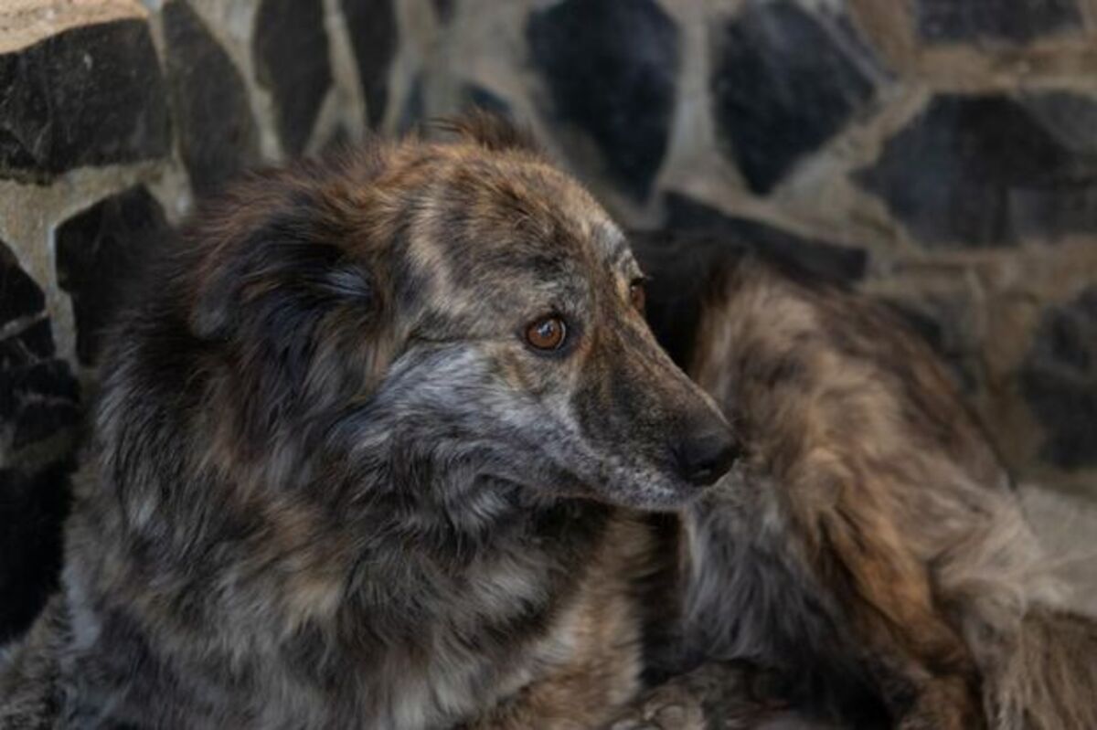 Adoption Sofia