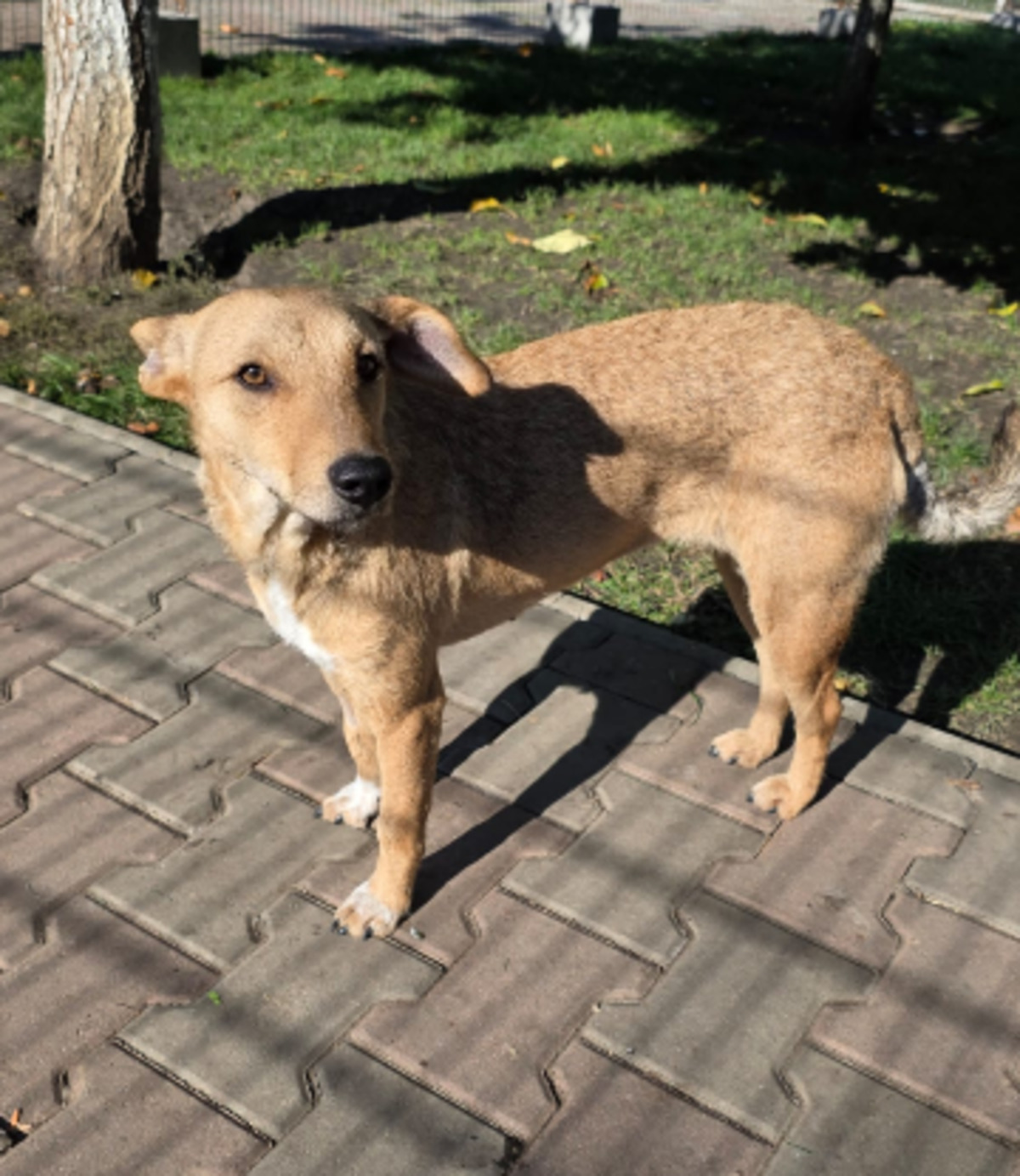 Adoption Sofy