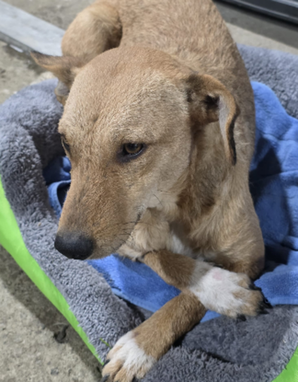 Adoption Sofy