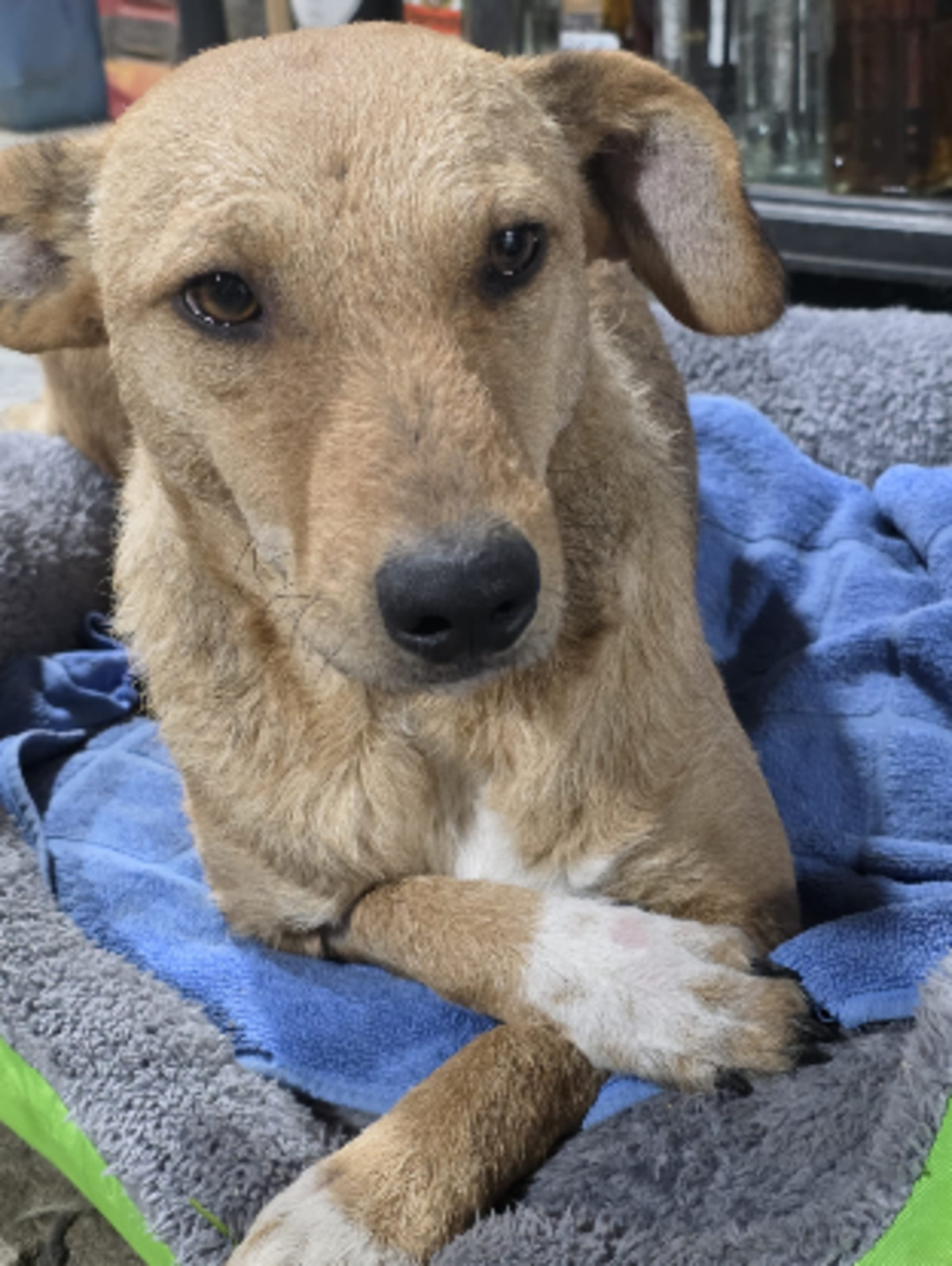 Adoption Sofy