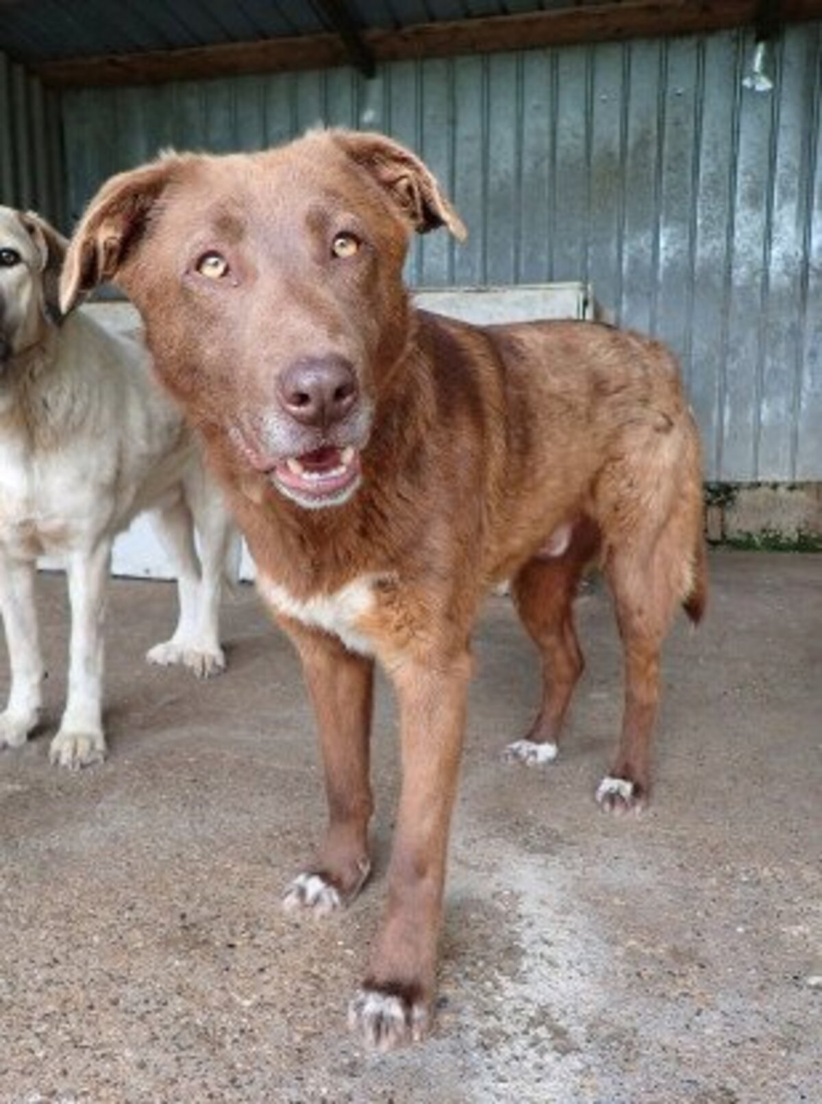 Adoption Solaar