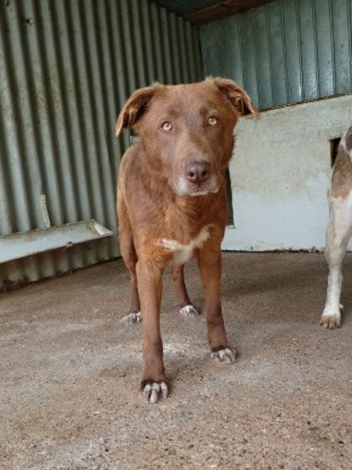Adoption Solaar