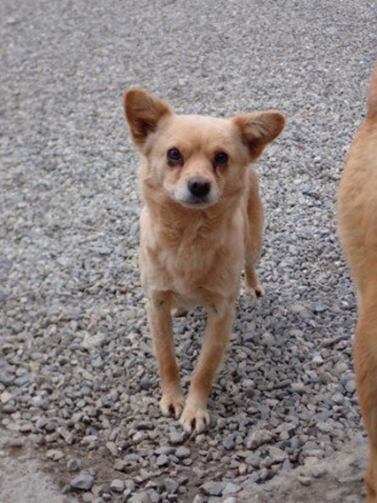 Adoption Soline