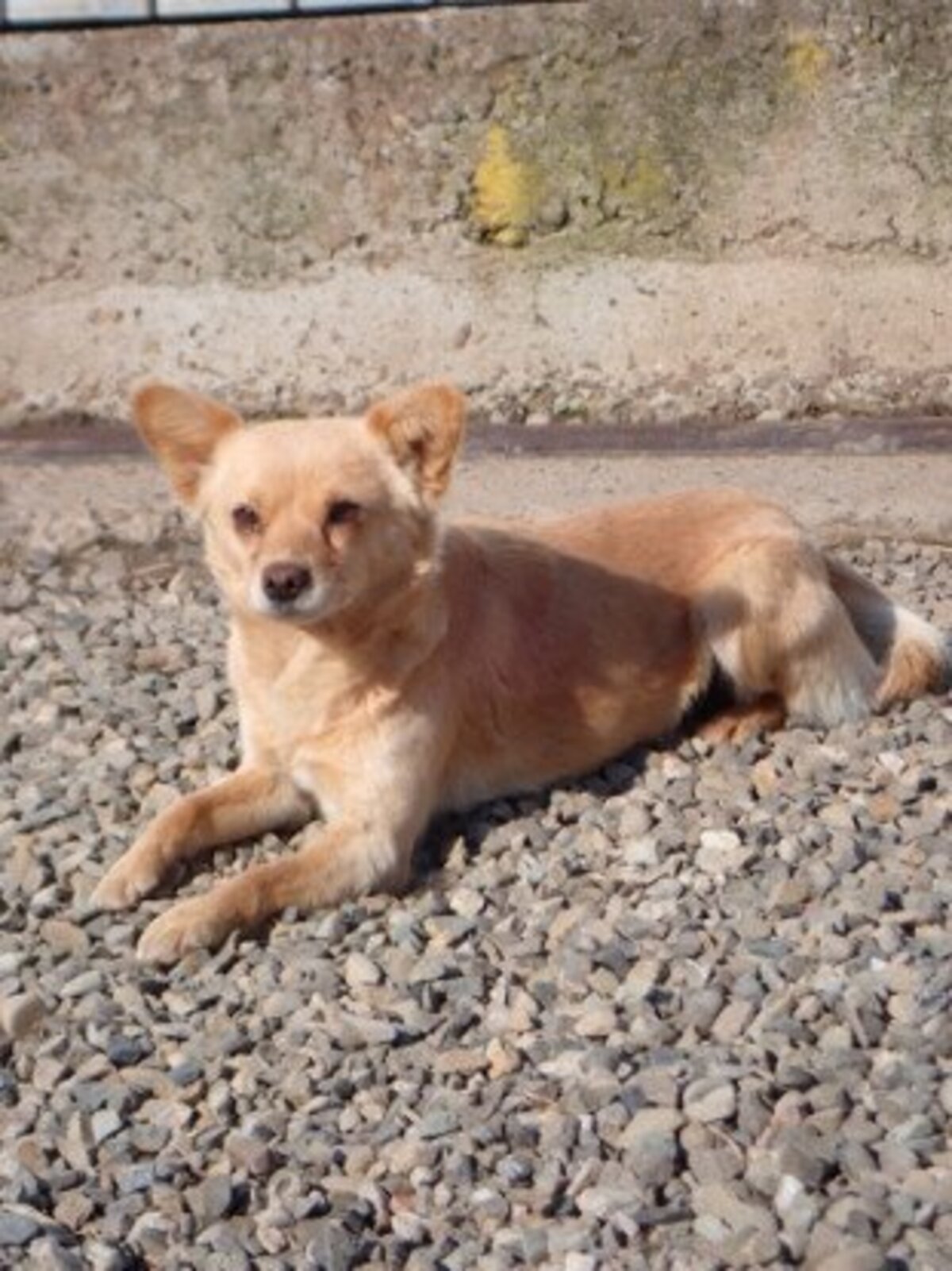 Adoption Soline