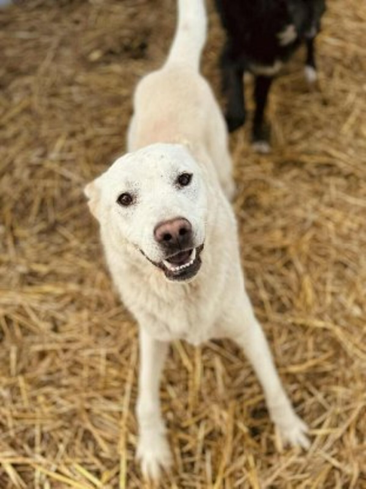 Adoption Solis