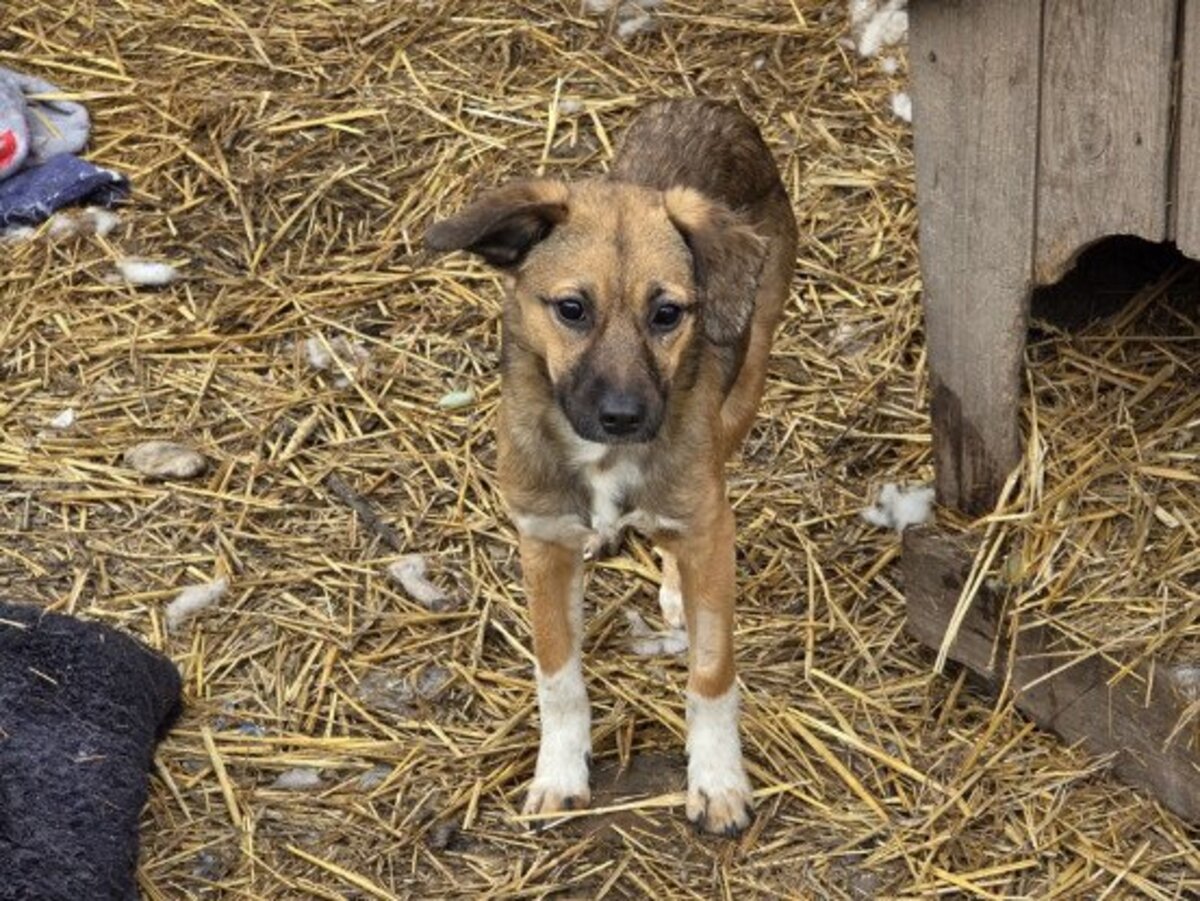 Adoption Solka
