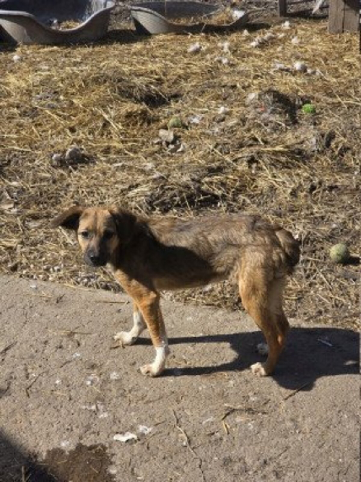 Adoption Solka