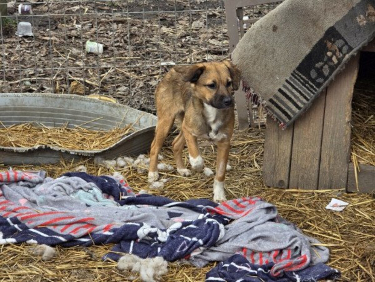Adoption Solka