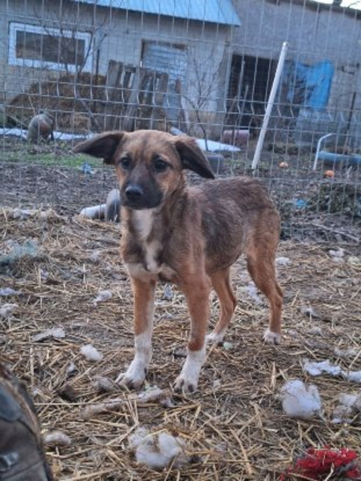 Adoption Solka