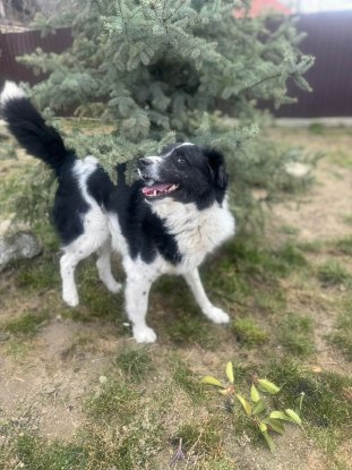 Adoption Solstice