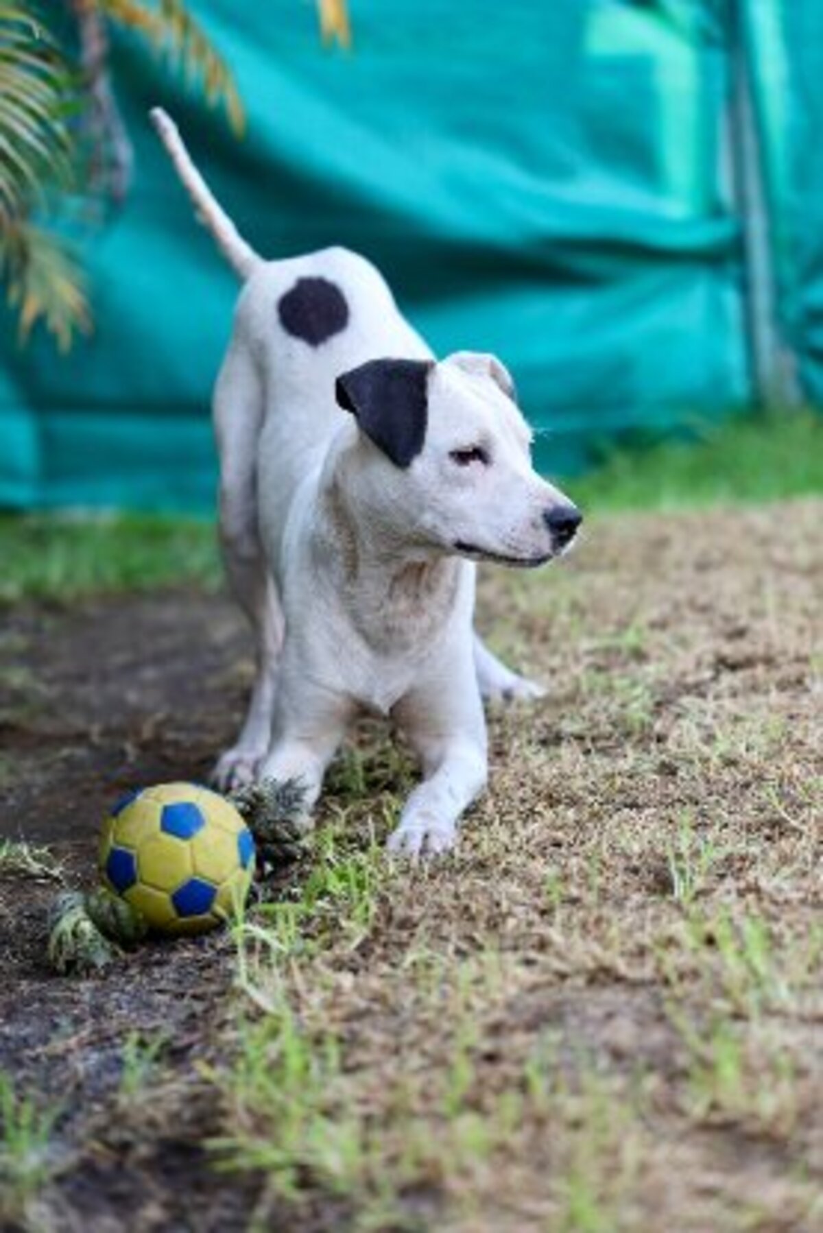 Adoption Songo
