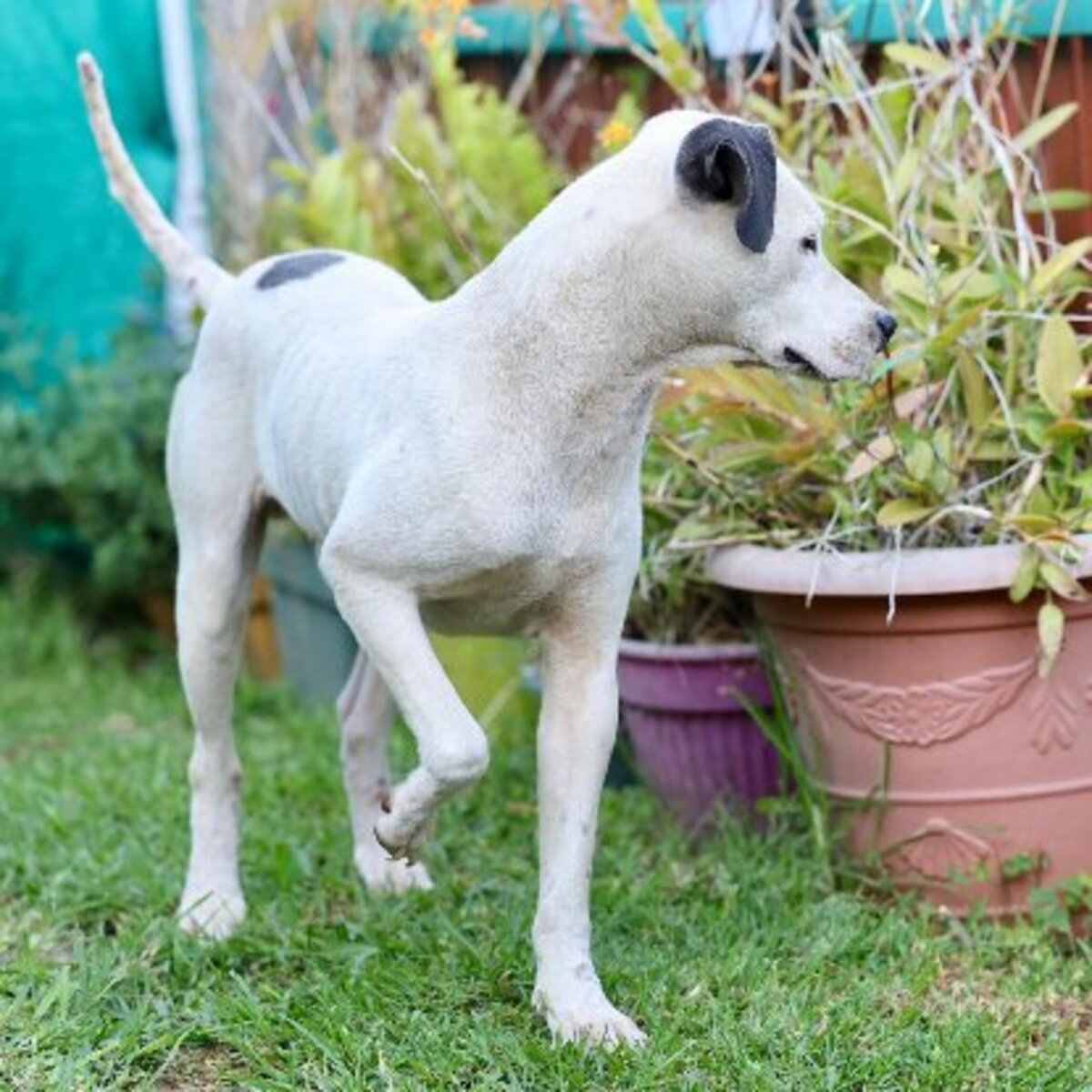 Adoption Songo