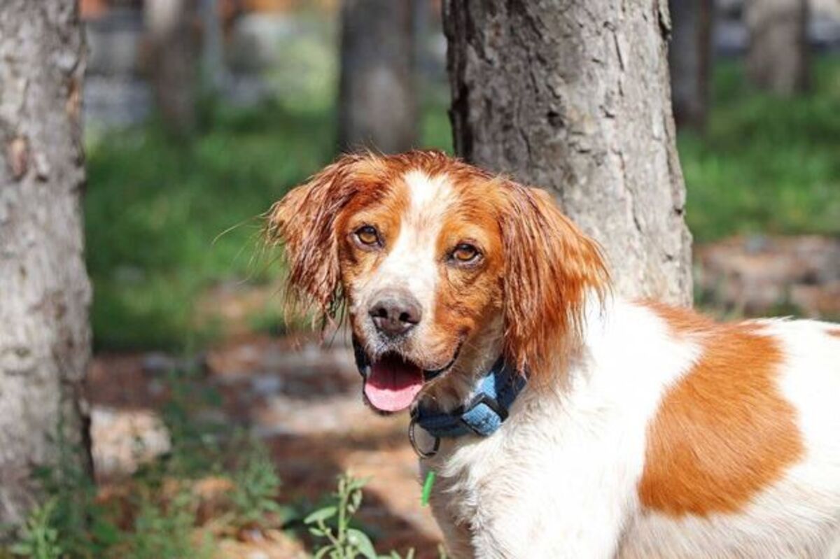 Adoption Speedy