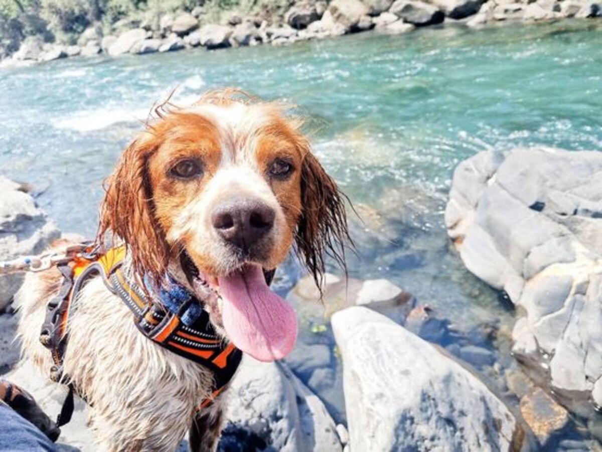 Adoption Speedy