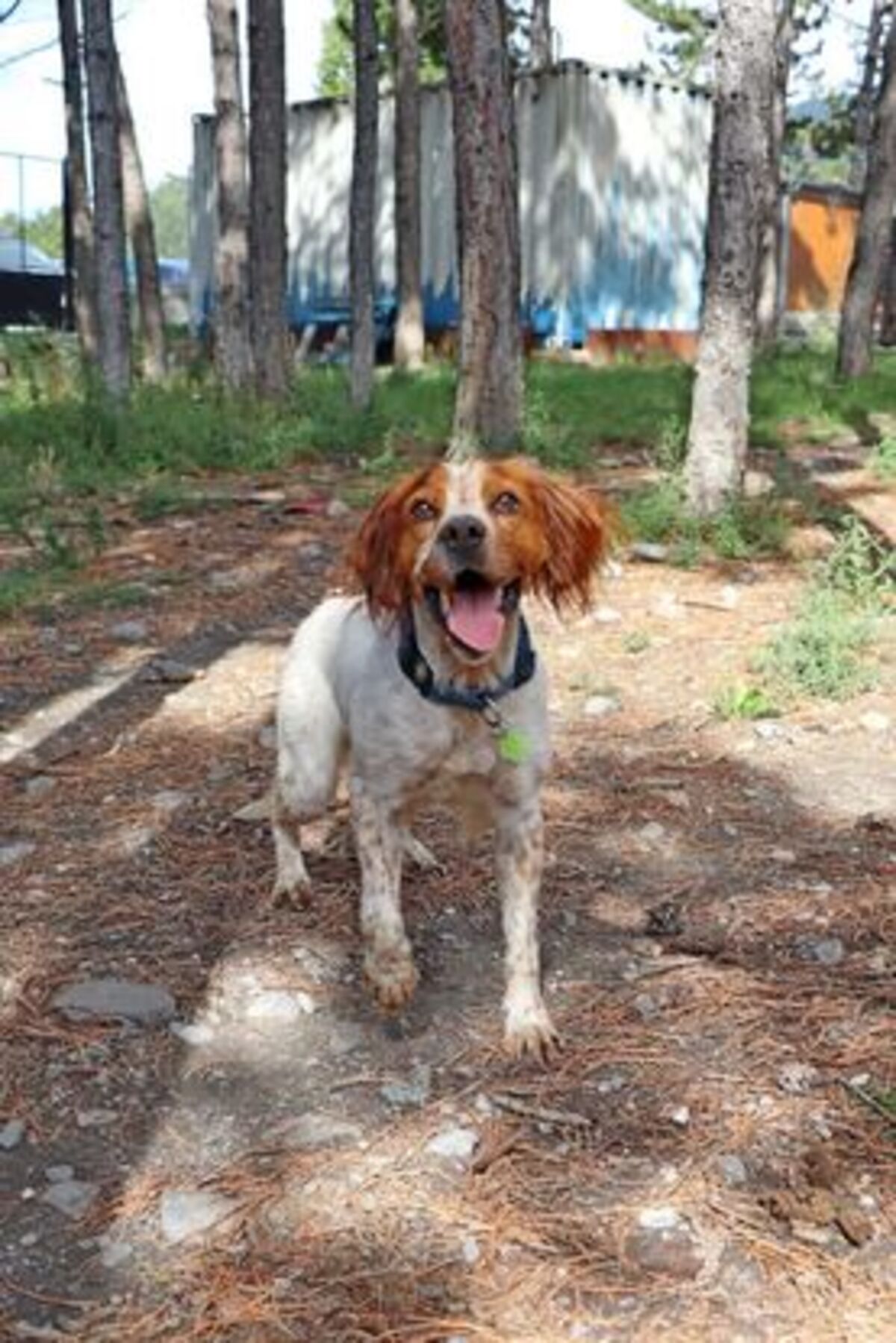 Adoption Speedy