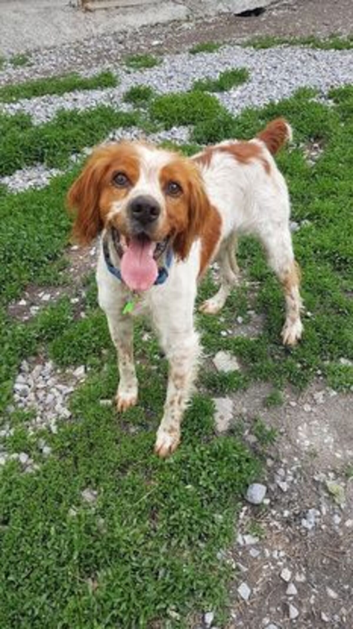 Adoption Speedy