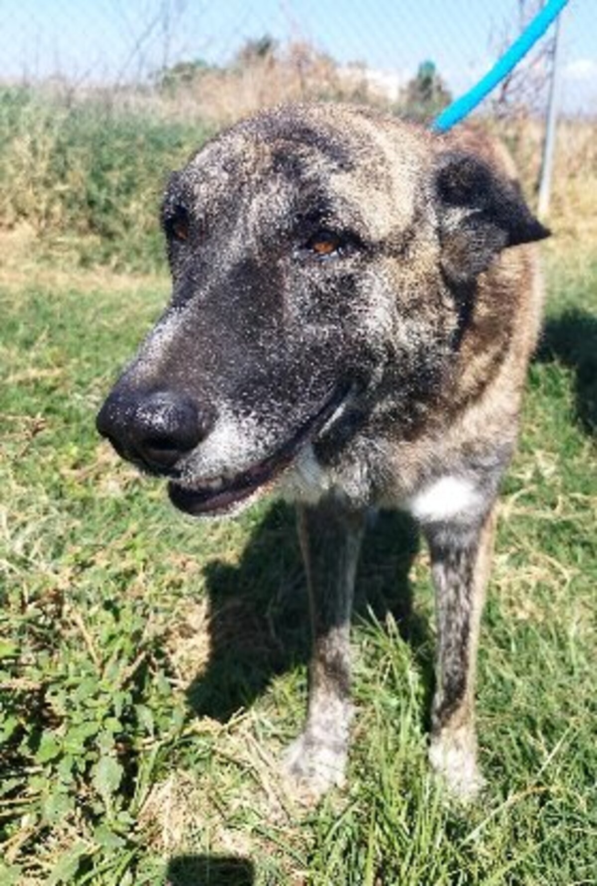 Adoption Spirou