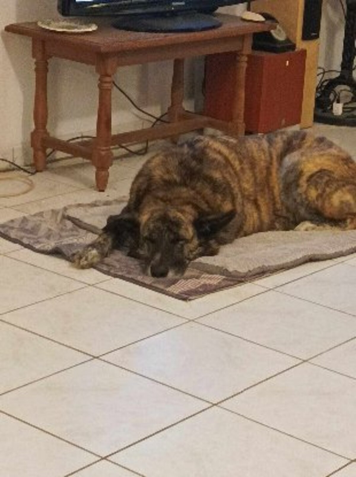 Adoption Spirou