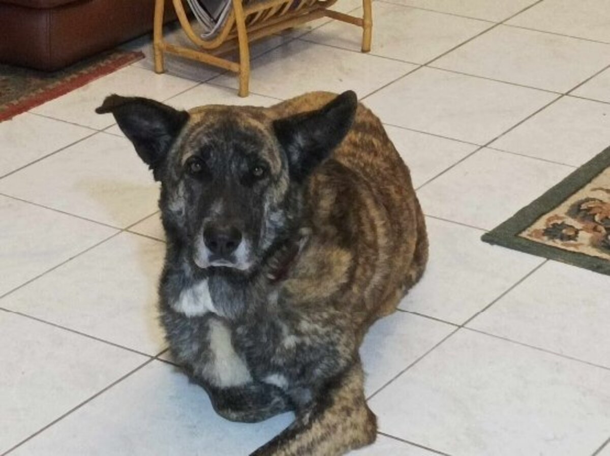 Adoption Spirou