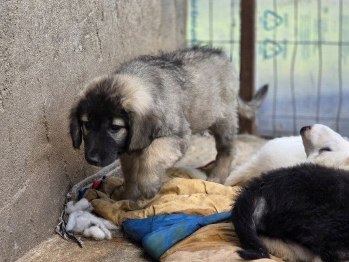 Adoption Spring