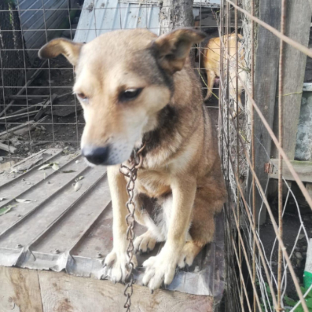 Adoption Springa
